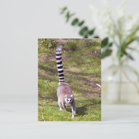 Ringstaartlemur met gras briefkaart (Staand voorkant)