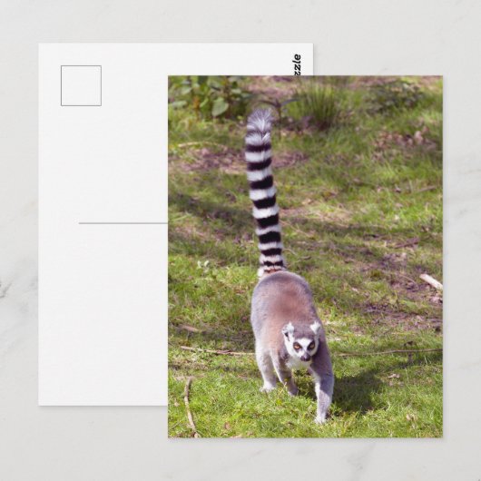 Ringstaartlemur met gras briefkaart (Voorkant / Achterkant)