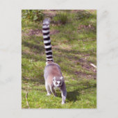 Ringstaartlemur met gras briefkaart (Voorkant)