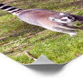 Ringstaartlemur met gras poster (Hoek)