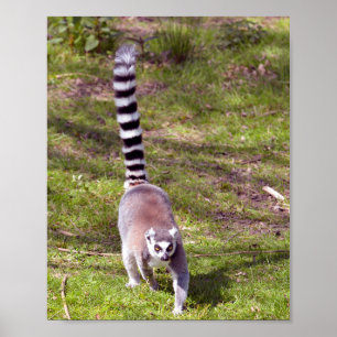 Ringstaartlemur met gras poster