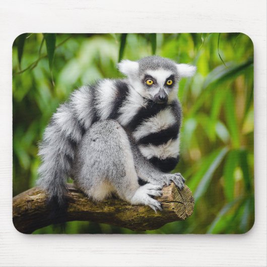 Ringstaartlemur Muismat (Voorkant)