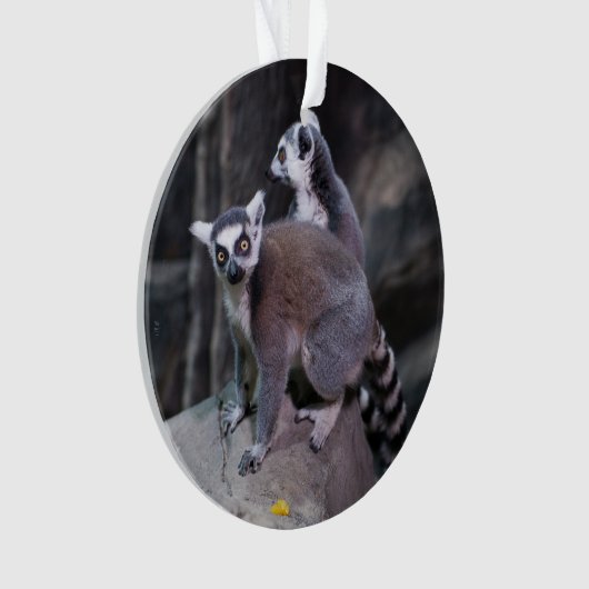 Ringstaartlemur Ornament (voorkant)