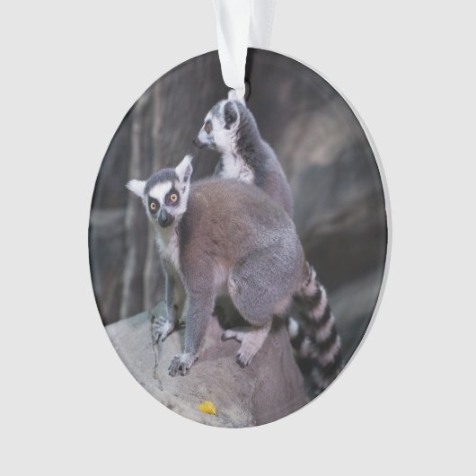 Ringstaartlemur Ornament (voorkant)
