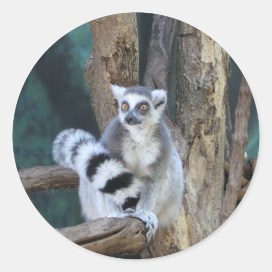 Ringstaartlemur Ronde Sticker (Voorkant)