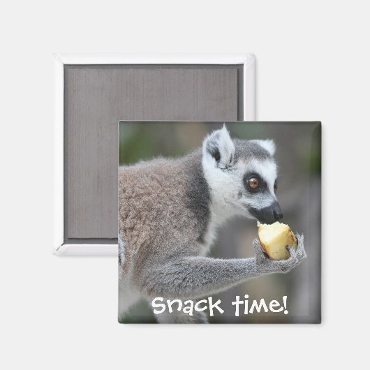 Ringstaartlemur — Snacktijd! Magneet (Voorkant / Achterkant)