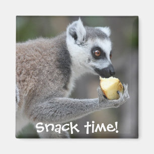 Ringstaartlemur — Snacktijd! Magneet