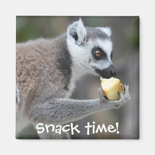 Ringstaartlemur — Snacktijd! Magneet (Voorkant)