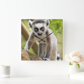 Ringstaartlemur Vierkante Klok (Huis)