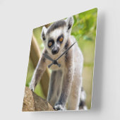 Ringstaartlemur Vierkante Klok (Hoek)