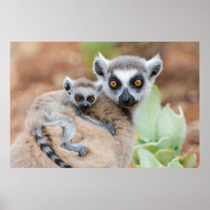 Ringstaartmaki-baby op de rug van haar moeder poster