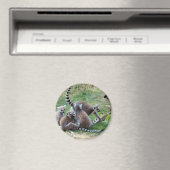 Ringstaartmaki familie magneet (Insitu (Vaatwasser))