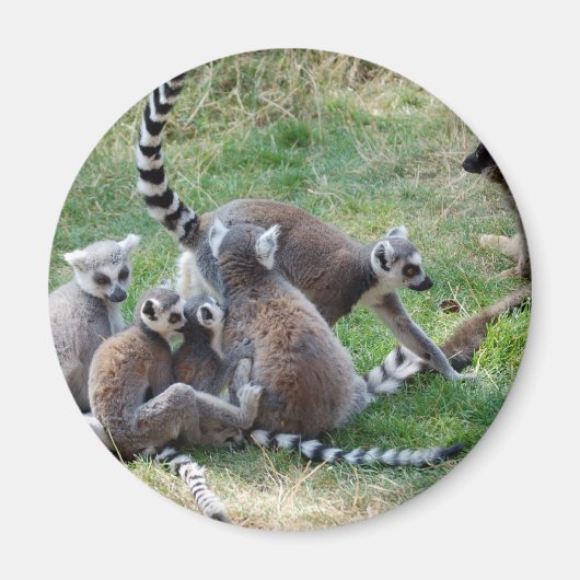Ringstaartmaki familie magneet (Voorkant)