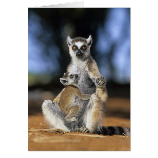 Ringstaartmaki, (Lemur catta), Moeder en (Voorkant)
