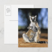 Ringstaartmaki, (Lemur catta), Moeder en Briefkaart (Voorkant / Achterkant)