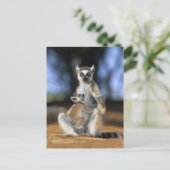 Ringstaartmaki, (Lemur catta), Moeder en Briefkaart (Staand voorkant)