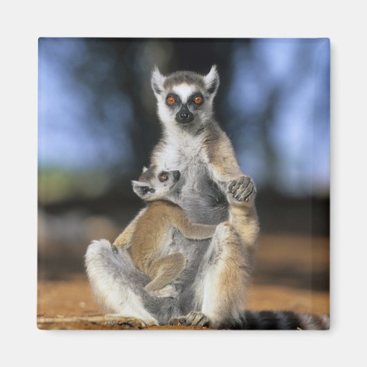 Ringstaartmaki, (Lemur catta), Moeder en Magneet (Voorkant)