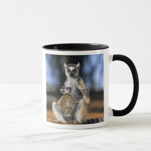 Ringstaartmaki, (Lemur catta), Moeder en Mok (Rechts)