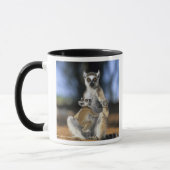 Ringstaartmaki, (Lemur catta), Moeder en Mok (Links)