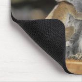 Ringstaartmaki, (Lemur catta), Moeder en Muismat (Hoek)