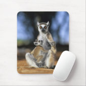 Ringstaartmaki, (Lemur catta), Moeder en Muismat (Met muis)