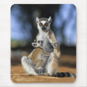 Ringstaartmaki, (Lemur catta), Moeder en Muismat