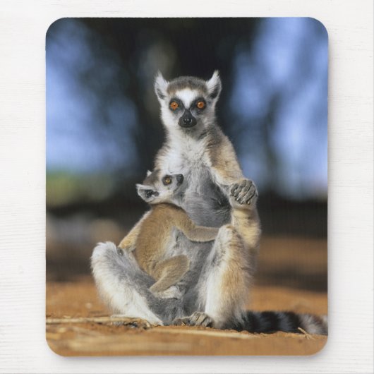 Ringstaartmaki, (Lemur catta), Moeder en Muismat (Voorkant)