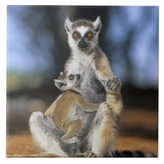 Ringstaartmaki, (Lemur catta), Moeder en Tegeltje (Voorkant)