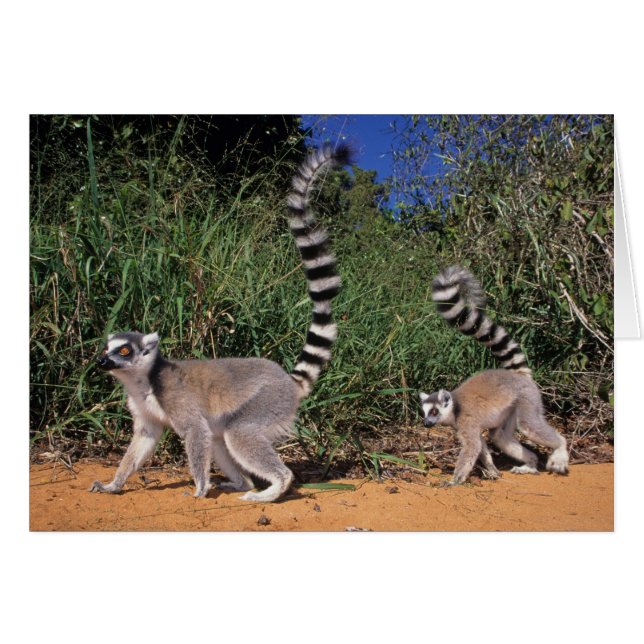 Ringstaartmaki's (Lemur Catta), Berenty (Voorkant Horizontaal)
