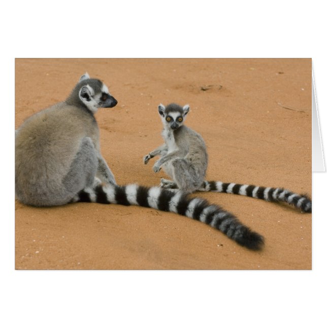 Ringstaartmaki's, (Lemur catta), Berenty (Voorkant Horizontaal)