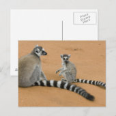 Ringstaartmaki's, (Lemur catta), Berenty Briefkaart (Voorkant / Achterkant)