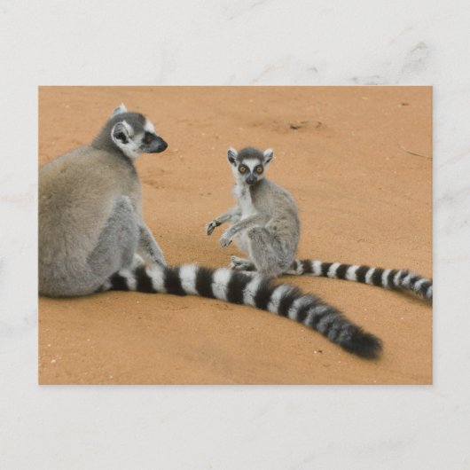 Ringstaartmaki's, (Lemur catta), Berenty Briefkaart (Voorkant)
