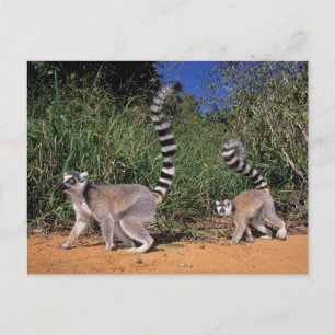 Ringstaartmaki's (Lemur Catta), Berenty Briefkaart