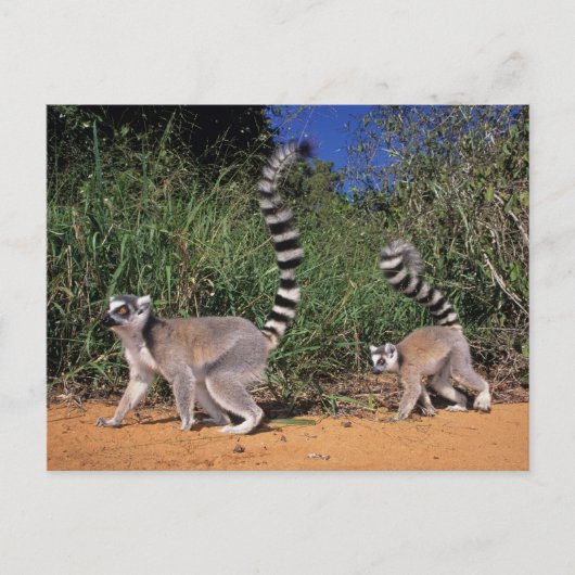 Ringstaartmaki's (Lemur Catta), Berenty Briefkaart (Voorkant)