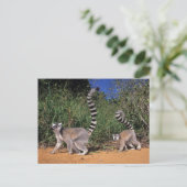 Ringstaartmaki's (Lemur Catta), Berenty Briefkaart (Staand voorkant)