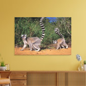 Ringstaartmaki's (Lemur Catta), Berenty Canvas Afdruk (Insitu (Woonkamer))