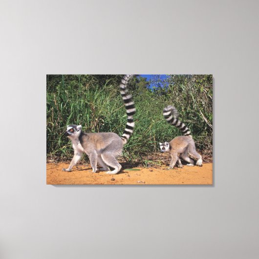 Ringstaartmaki's (Lemur Catta), Berenty Canvas Afdruk (Voorkant)