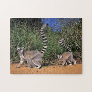 Ringstaartmaki's (Lemur Catta), Berenty Legpuzzel