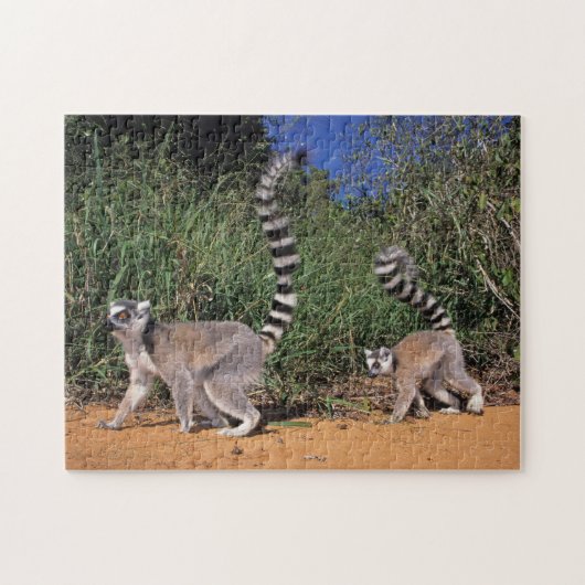 Ringstaartmaki's (Lemur Catta), Berenty Legpuzzel (Horizontaal)