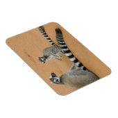 Ringstaartmaki's, (Lemur catta), Berenty Magneet (Rechterzijde)