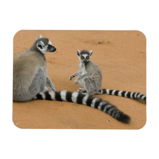 Ringstaartmaki's, (Lemur catta), Berenty Magneet (Horizontaal)
