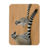 Ringstaartmaki's, (Lemur catta), Berenty Magneet (Verticaal)