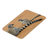 Ringstaartmaki's, (Lemur catta), Berenty Magneet (Linkerzijde)