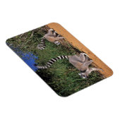 Ringstaartmaki's (Lemur Catta), Berenty Magneet (Rechterzijde)