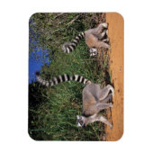 Ringstaartmaki's (Lemur Catta), Berenty Magneet (Verticaal)