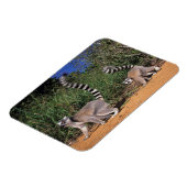 Ringstaartmaki's (Lemur Catta), Berenty Magneet (Linkerzijde)