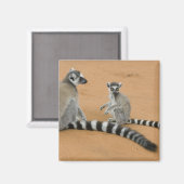 Ringstaartmaki's, (Lemur catta), Berenty Magneet (Voorkant / Achterkant)