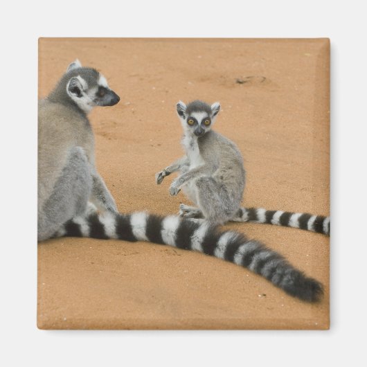 Ringstaartmaki's, (Lemur catta), Berenty Magneet (Voorkant)