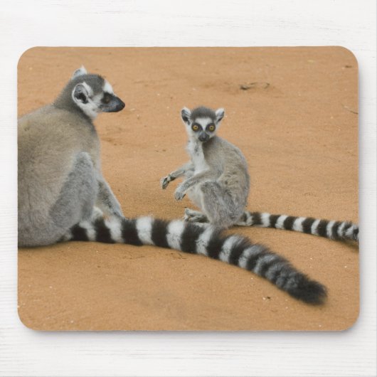 Ringstaartmaki's, (Lemur catta), Berenty Muismat (Voorkant)