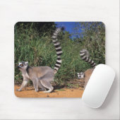Ringstaartmaki's (Lemur Catta), Berenty Muismat (Met muis)